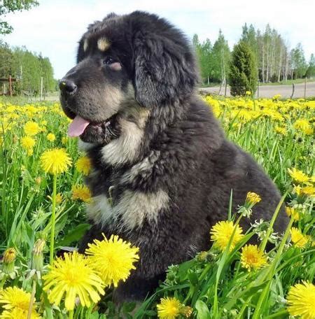 Ruffa the Newfoundland Mix | Puppies | Daily Puppy