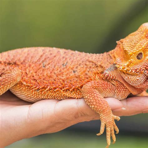 Can Bearded Dragons Learn Their Names? Unlocking The Reptilian Mystery