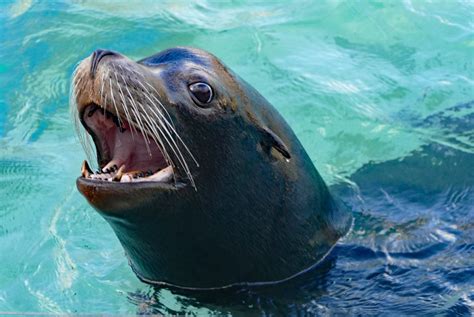 Morro Bay Wildlife Spotlight: California Sea Lions in the Estuary