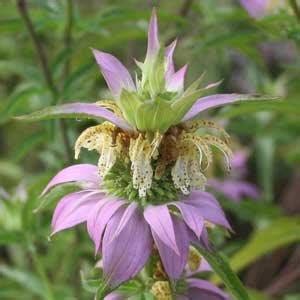 Monarda punctata (Bee Balm, Dotted Beebalm, Horsemint, Spotted Beebalm, Spotted Horsemint ...