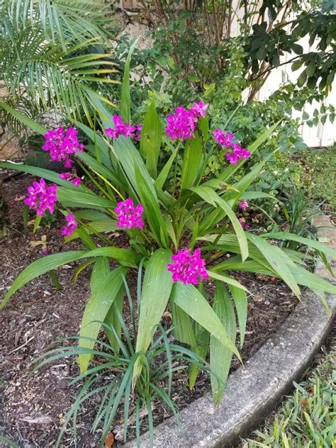 Ground Orchid in South Florida | Ground orchids, Orchids, Plants