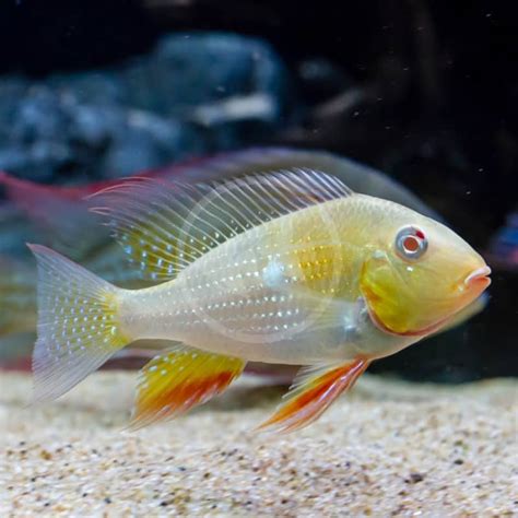 CICHLID - HECKELII THREADFIN ACARA ALBINO Acarichthys heckelii - Aquatics Unlimited