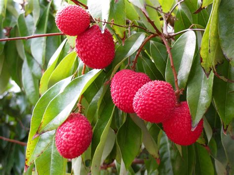 Lychee Fruit Tree Images & Pictures - Becuo