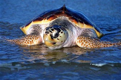 Loggerhead sea turtle (Caretta caretta) | DinoAnimals.com