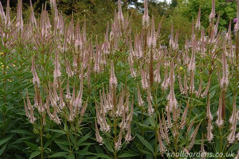 Veronicastrum Pink Glow – Knoll Gardens – Ornamental Grasses and Flowering Perennials