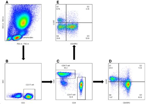 Flowchart of flow cytometry analysis to identify CD4 and CD8 T cells. a... | Download Scientific ...