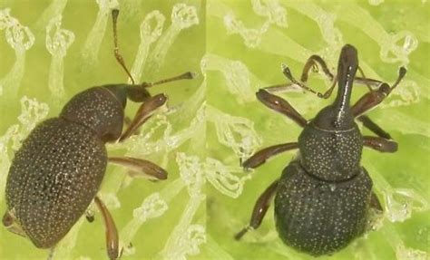 Giant Salvinia Weevils Make Positive Impacts in Giant Salvinia Management Throughout Texas ...