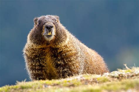 Royalty Free Groundhog Pictures, Images and Stock Photos - iStock