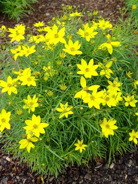 Zagreb Coreopsis - #1 Container - Grimm's Gardens