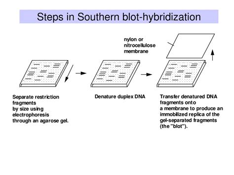 PPT - Structures of nucleic acids II PowerPoint Presentation, free download - ID:1487029