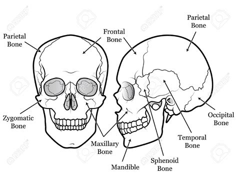 Skull Outline Drawing at GetDrawings | Free download