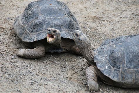 Galapagos Islands | At the Giant Tortoise Breeding Center in… | Flickr