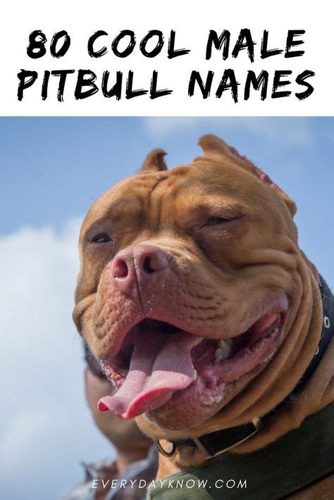 Lindos Nombres De Cachorros Pitbull Süße Pitbull Welpennamen | Male ...