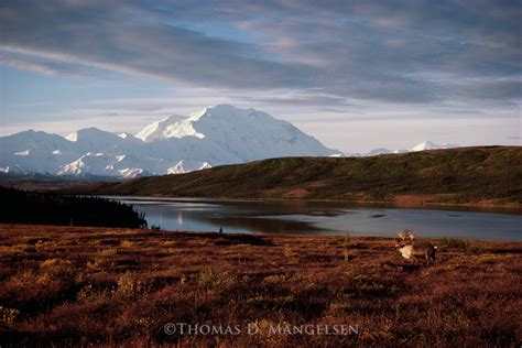 Denali Morning Caribou by Thomas D. Mangelsen