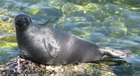 Baikal Seal | The Animal Facts | Appearance, Diet, Habitat, Behavior