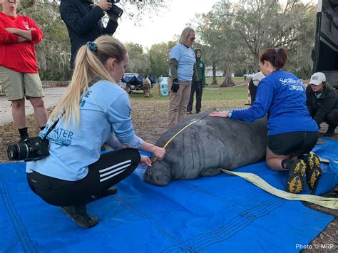 Florida rescue releases ‘unprecedented’ 12 manatees into the wild in ...