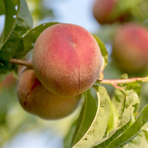 Prunus persica 'Babcock' Peach - Mid Valley Trees