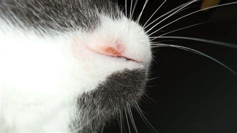 What Rodent Ulcer is in Cats and How It's Treated | Cats, Ulcers, Natural pet care