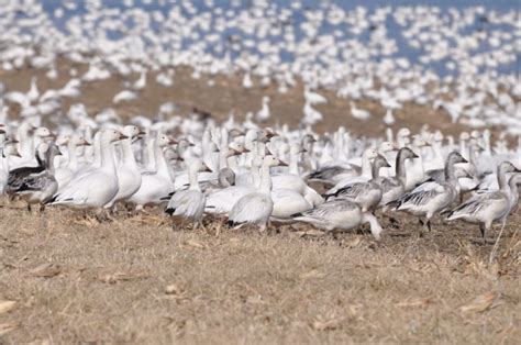 Snow Goose Migration Marks the Return of Spring | Your Voice | stardem.com