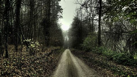 Forest trail, nature, landscape, path, forest HD wallpaper | Wallpaper Flare