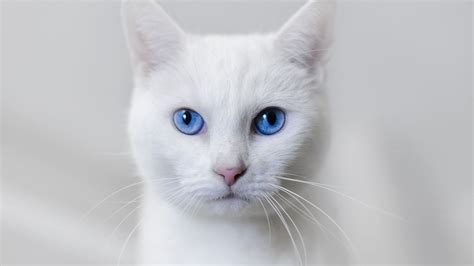 White cat blue eyes wallpaper | 1920x1080 | #14554