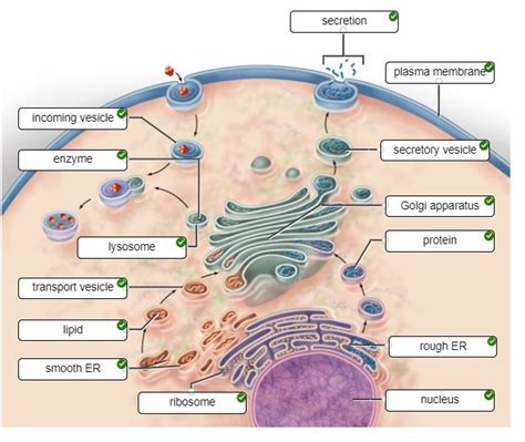 THE ENDOMEMBRANE SYSTEM. | Endomembrane system, System, Biology