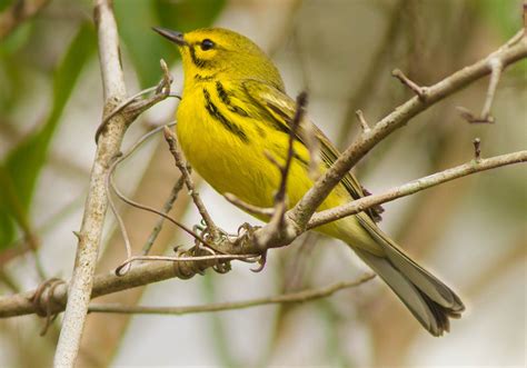 Prairie Warbler at Wekiwa Springs, 4/11/2013 » Focusing on Wildlife