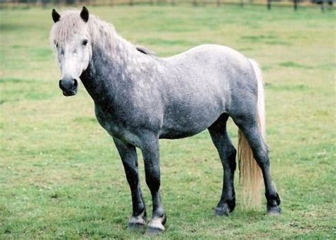 Eriskay Pony - Alchetron, The Free Social Encyclopedia