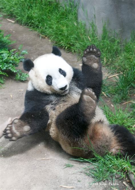 Beautiful Life of Mine: Lazy Panda!!!