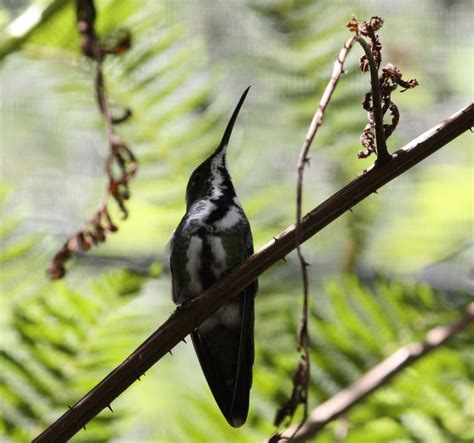 The Gill Family: Iguazu Falls - Wildlife