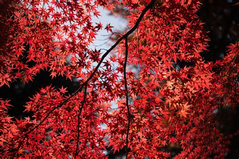 Free stock photo of autumn, branch, crimson