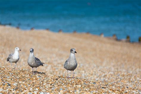 Seagulls On The Beach Free Stock Photo - Public Domain Pictures