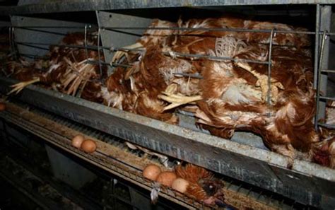 Battery Hen Farm Horror in New Zealand; Activists liberate 44 hens from ...