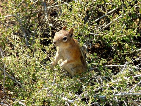 Free chipmunk Photos & Pictures | FreeImages