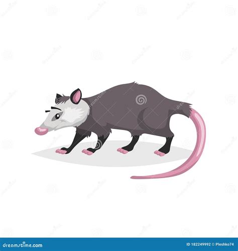 Cute Cartoon Opossum. North America Wild Animal. Vector Drawing for Kid and Child Books Stock ...