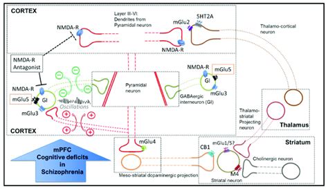 Diagram illustrating an overview of mGlu receptor subtypes and other... | Download Scientific ...