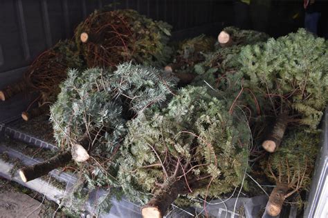 County of Maui to Offer Free Christmas Tree Recycling Until Jan. 9 ...