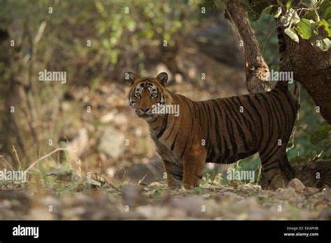 A royal bengal tiger marking territory in Ranthambhore National Park of ...