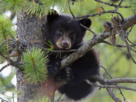 Black bear cub in tree : r/bearsintrees