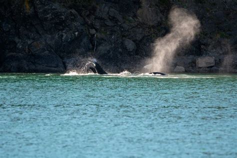 Orcas Hunting stock photo. Image of blue, fish, beautiful - 66351288