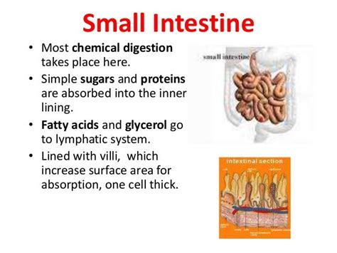 Digestive system