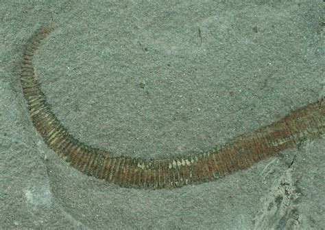 Gamascolex Palaeoscolecid Worm Fossil