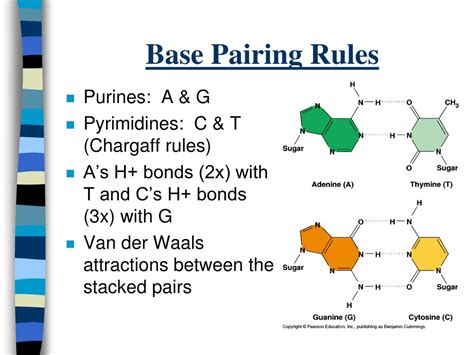 PPT - DNA PowerPoint Presentation, free download - ID:2648369