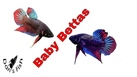 Betta Imbellis | Breeding & Raising a Peaceful Betta | Species Profile - YouTube