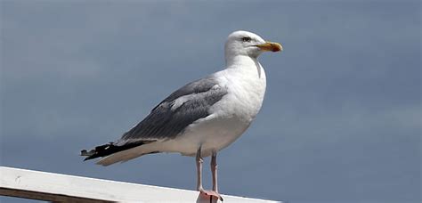 Royalty-Free photo: White seagull on the beach | PickPik