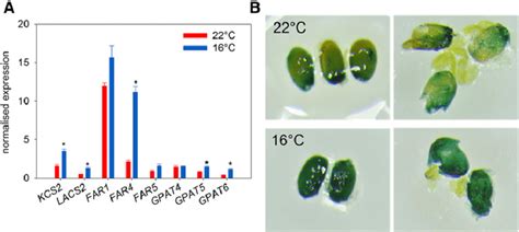 Suberin biosynthetic gene expression is affected by temperature during... | Download Scientific ...