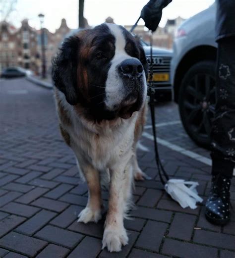 Saint Bernard Grooming: Bathing, Shedding, and Haircuts