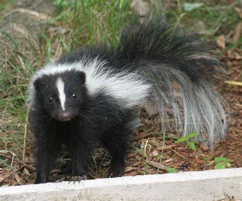 Skunks are highly adaptable little creatures and can survive in a variety of different habitats ...