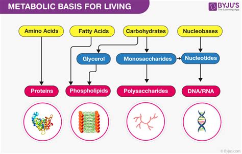 Metabolism - The Basis For Living And The Living State