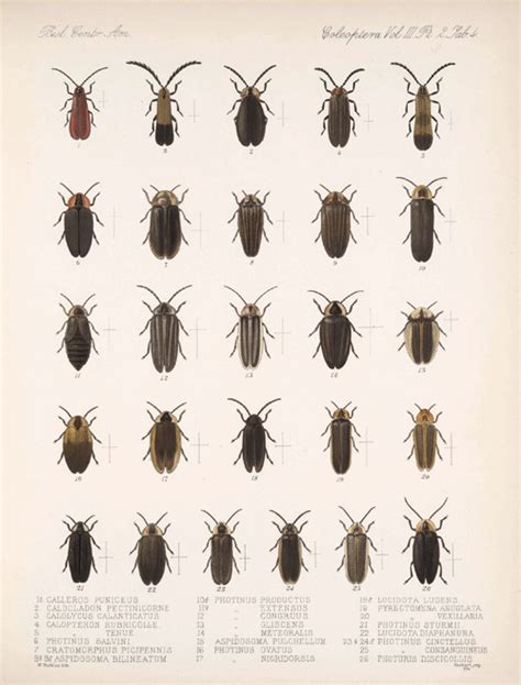 It’s firefly season! illustrations of beetles in the family Lampyridae from the Biologia ...